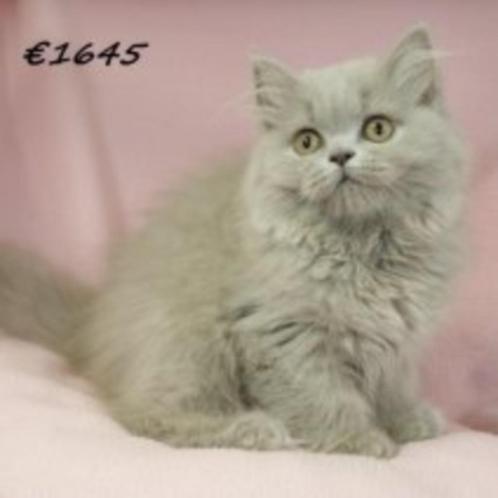 Britse langhaar - Lieve kattin te koop, Dieren en Toebehoren, Katten en Kittens | Raskatten | Langhaar, Poes, 0 tot 2 jaar, Gechipt