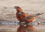 GROTE KRUISBEK - LOXIA PYTYOPSITTACUS, Dieren en Toebehoren, Geringd