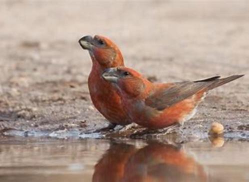 GROTE KRUISBEK - LOXIA PYTYOPSITTACUS, Dieren en Toebehoren, Vogels | Overige Vogels, Tam, Geringd