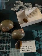 Escargots, Collections, Enlèvement ou Envoi