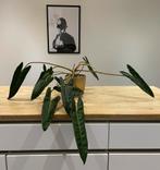 Philodendron billietiae, Huis en Inrichting, Ophalen