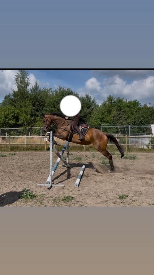 Ruin, Dieren en Toebehoren, Paarden, Ruin