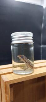 Rariteitenkabinet van hagedissen, Antiek en Kunst, Ophalen of Verzenden