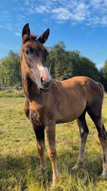 Veulen + merrie te koop, Merrie, Z