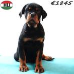 Machtige Rottweiler pup (reu) te koop, Dieren en Toebehoren, Honden | Bulldogs, Pinschers en Molossers, 15 weken tot 1 jaar, Buitenland
