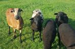 Dorper X Barbados blackbelly ram, Mâle, Mouton, 0 à 2 ans