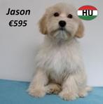 Maltipoo - Prachtige pups te koop, Dieren en Toebehoren, Honden | Chihuahua's en Gezelschapshonden, 15 weken tot 1 jaar, Buitenland