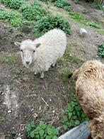 Ouessant lammen, Dieren en Toebehoren, Meerdere dieren, Schaap, 0 tot 2 jaar
