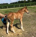Hengstenveulen D- pony, Hengst, Springpony, Gechipt, 0 tot 2 jaar