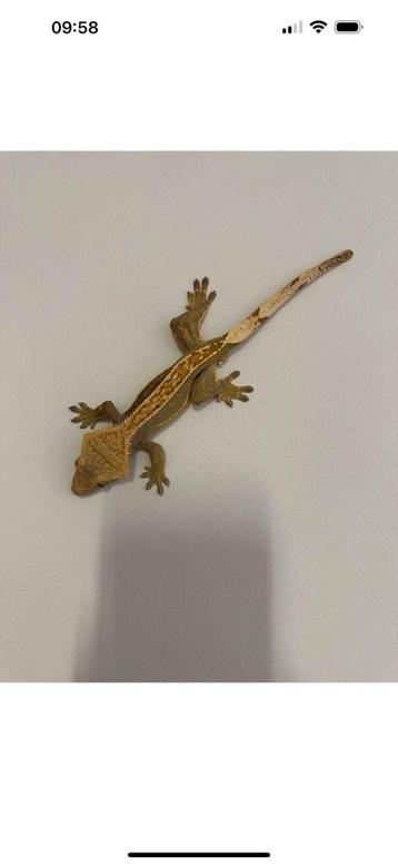 Wimpergekko man 2 jaar volwassen gekko disponible aux enchères