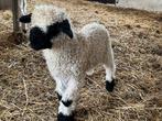 Schapen, Dieren en Toebehoren, Meerdere dieren, Schaap