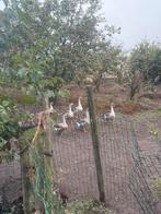 7 toulouse ganzen, Dieren en Toebehoren, Pluimvee, Meerdere dieren, Gans of Zwaan