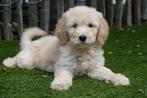 Prachtige goldendoodle pups (medium), Dieren en Toebehoren, Honden | Herdershonden en Veedrijvers, België, Overige rassen, CDV (hondenziekte)