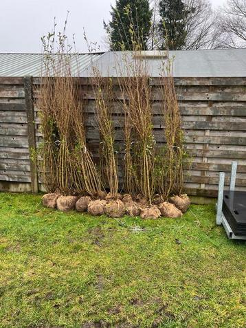 Ligustrem haagplanten beschikbaar voor biedingen