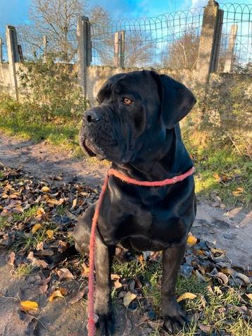 Cane corso pup teefje beschikbaar voor biedingen