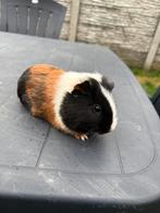 Driekleur cavia beertje, Animaux & Accessoires, Rongeurs, Novembre, Mâle, Cobaye