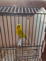Texas clearbody grasparkiet pop, Dieren en Toebehoren, Vogels | Parkieten en Papegaaien