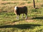 Buk schaap, Dieren en Toebehoren, Schapen, Geiten en Varkens, Schaap