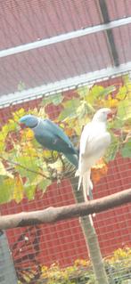 Grote Alexanders, Meerdere dieren, Parkiet, Geringd
