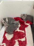 Britse korthaar kittens, Dieren en Toebehoren, Dierenvoeding, Ophalen