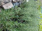 Rozemarijn hoogte nu 30cm, Tuin en Terras, Ophalen, Vaste plant