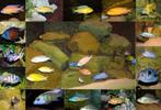 Malawi cichliden, Vis, Zoetwatervis