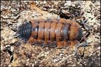 Porcellio  Scaber "Lava”, Dieren en Toebehoren, Insecten en Spinnen