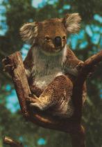 KOALA, Verzamelen, Postkaarten | Dieren, Verzenden, Ongelopen, Wild dier