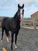 2 knappe dressuurmerries, Animaux & Accessoires, Chevaux, Débourré