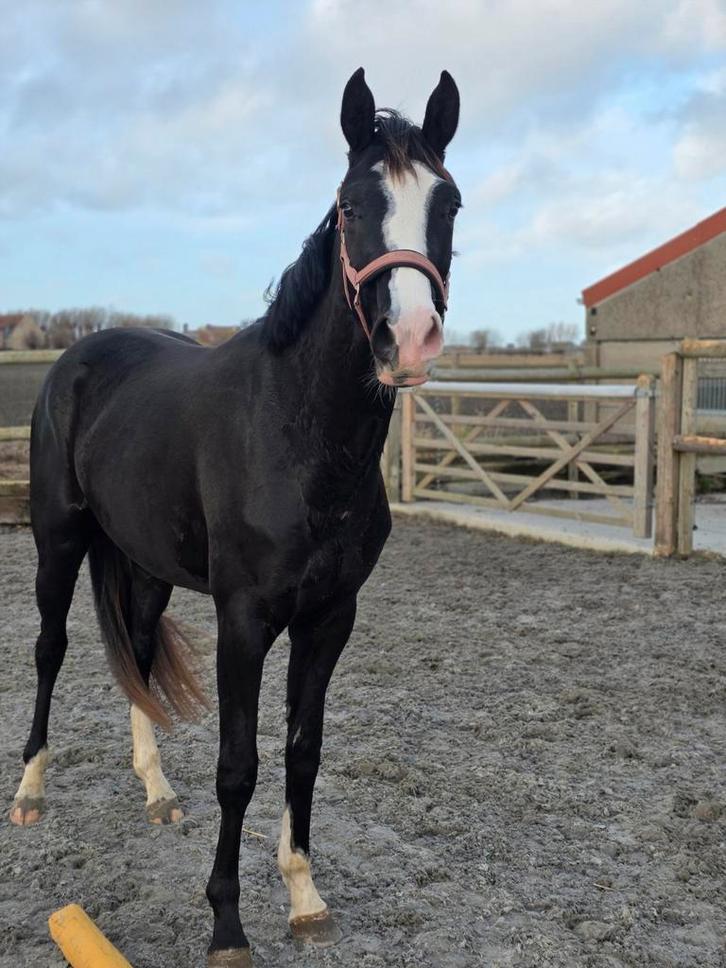 2 knappe dressuurmerries, Dieren en Toebehoren, Paarden, Zadelmak