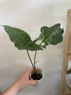 Syngonium moijto, Huis en Inrichting, Kamerplanten, Ophalen of Verzenden