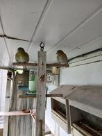 sijsje manelijk, Dieren en Toebehoren, Vogels | Overige Vogels, Mannelijk, Wildzangvogel, Geringd