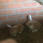 Vlaamse reusjes, Dieren en Toebehoren, Konijnen, Meerdere dieren, Groot, 0 tot 2 jaar