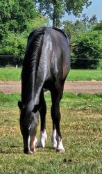 Knappe zwarte dressuurhengst 2j, Dieren en Toebehoren, Paarden, Gechipt, Dressuurpaard, 0 tot 2 jaar, Hengst