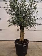 Terrasolijfboom Olea Europaea, Ophalen