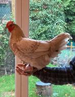 Jeune coq Bresse x Géline de Touraine, Dieren en Toebehoren, Mannelijk, Kip