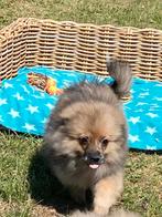 Kleinkees / loulou / duitse spitz, Dieren en Toebehoren, België, Keeshond, 15 weken tot 1 jaar, CDV (hondenziekte)