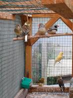 Kanarie, Dieren en Toebehoren, Vogels | Kanaries