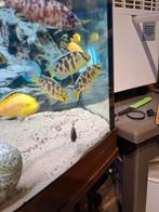 Cichlides malawi nimbochromis venustus 7 cm