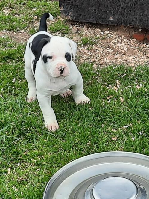 Amerikaanse bulldog pups met stamboom, Dieren en Toebehoren, Honden | Bulldogs, Pinschers en Molossers, Meerdere dieren, Bulldog