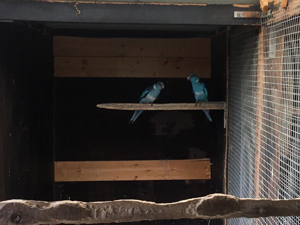 Kweekrijp koppel blauwe barnards, Dieren en Toebehoren, Vogels | Parkieten en Papegaaien