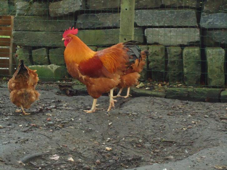 broedeieren new hampshire, Animaux & Accessoires, Volatiles, Poule ou poulet, Sexe inconnu