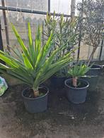 Yucca- Palmlelie, Tuin en Terras, Vaste plant, Bloeit niet, Halfschaduw, Ophalen