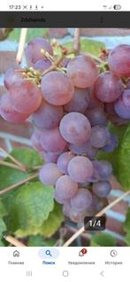 Druiven planten  10 euro plant., Tuin en Terras, Planten | Fruitbomen, Ophalen