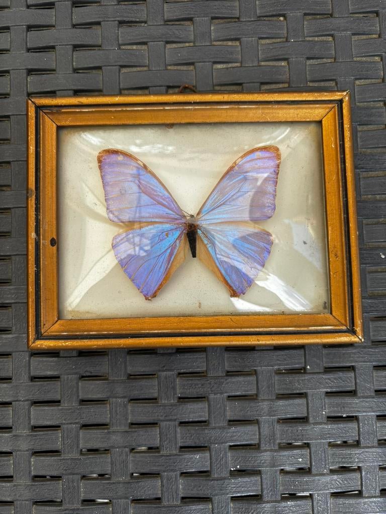 Portrait de papillon, Enlèvement, Comme neuf