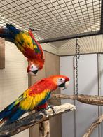 ara geelvleugel pop 2025, Dieren en Toebehoren, Vogels | Parkieten en Papegaaien, Vrouwelijk, Papegaai, Geringd