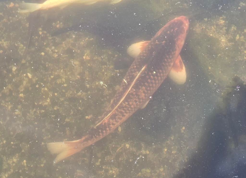 Koi à vendre, Animaux & Accessoires, Poissons | Poissons d'étang