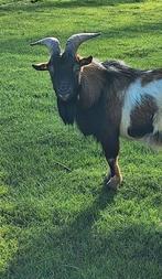dwerggeit bokje, Dieren en Toebehoren, Mannelijk, Geit