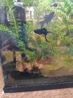Black Molly babys, Poisson, Poisson d'eau douce, Banc de poissons