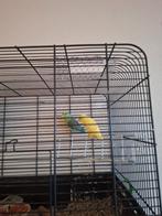 Koppel forpus, Dieren en Toebehoren